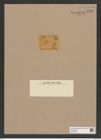 Coscinodiscus fimbriatus Ehr. (de-Toni-Nr.: Genus 202, Species 5042) Zeichnungen Sammlung Grunow Nr. 8788 (NHMW-BOT-W0378390)